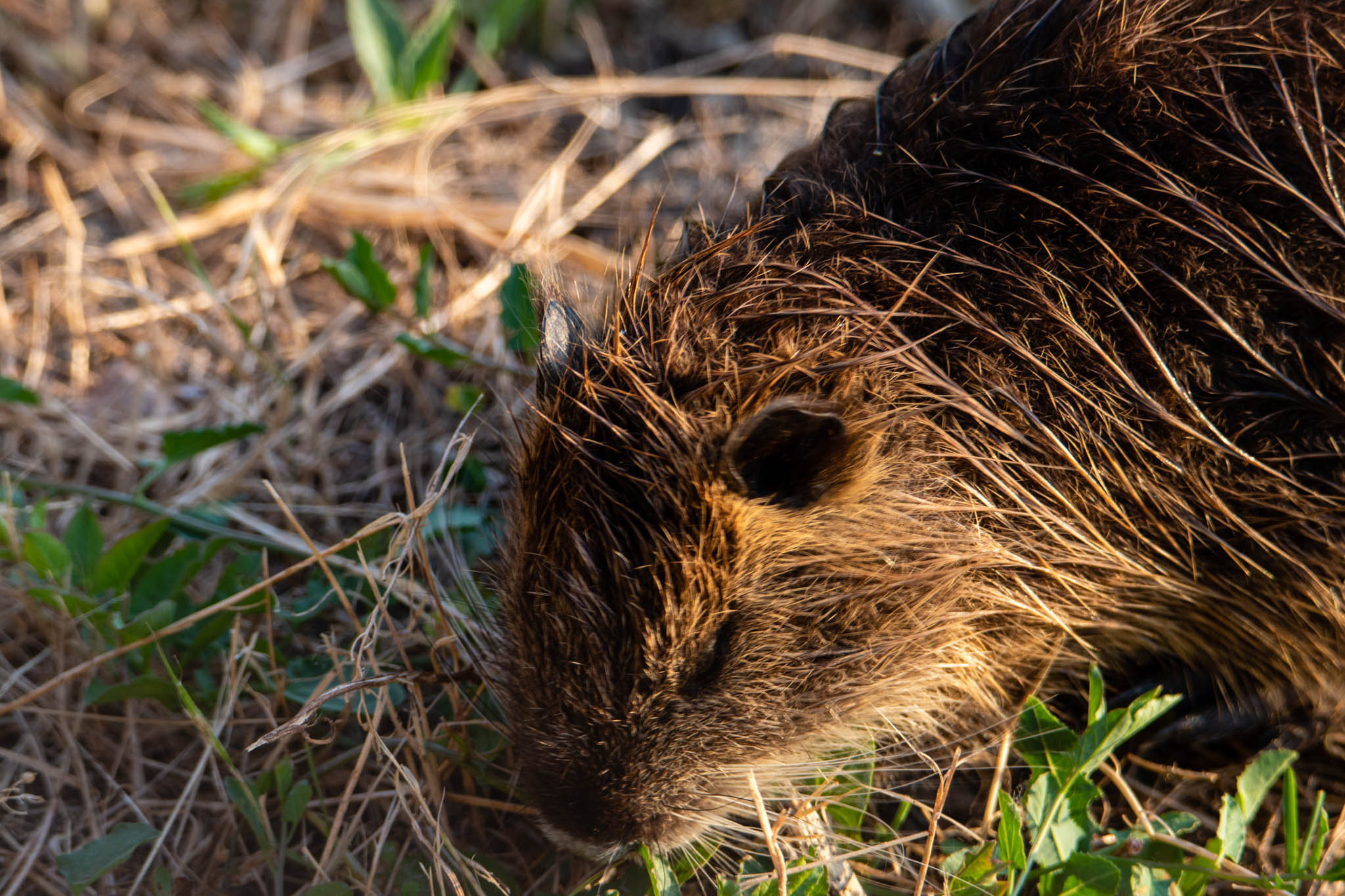 Nutria