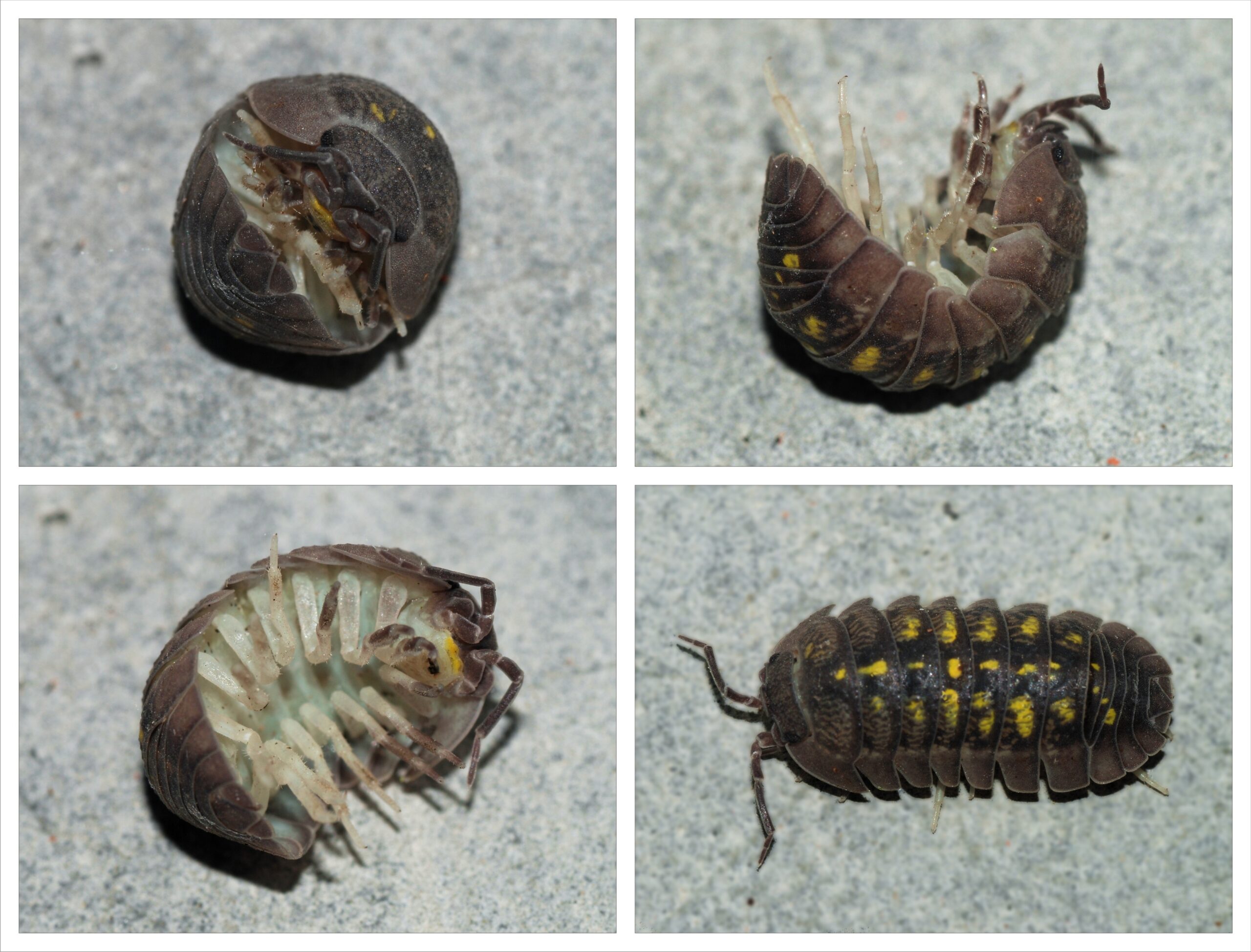 Armadillidium vulgare